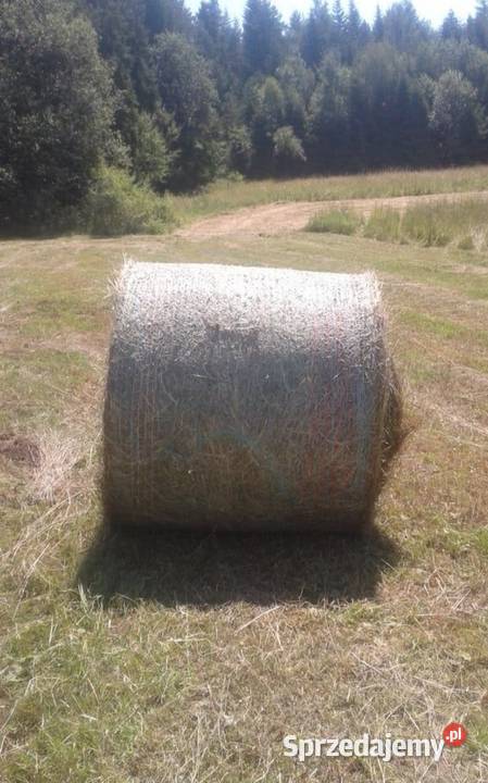 Siano w belach Sidzina sprzedam