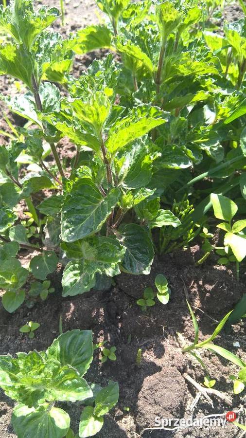 Mięta na pierogi Lubartów sprzedam