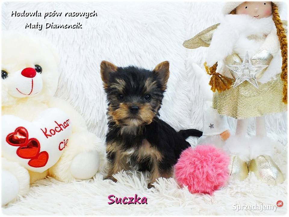 Mini XS Malutka Suczka Yorkshire Terrier Do Żary