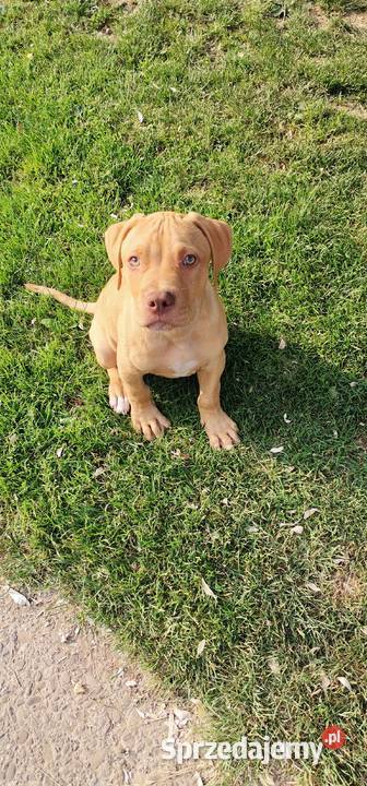 Sprzedam szczeniaki rasy American Pit Bull małopolskie Nowy Sącz