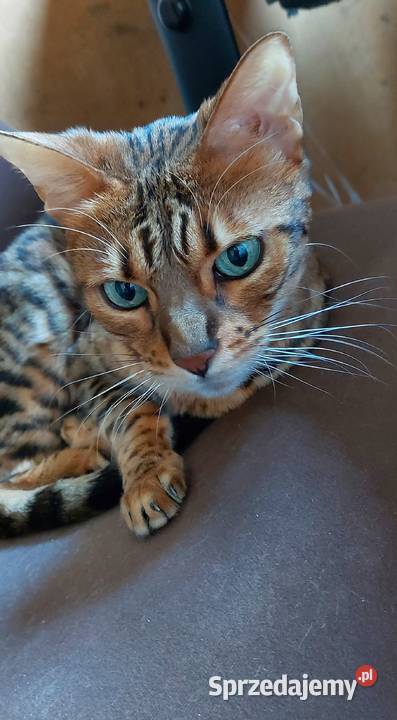 opieka kotem cat sitter Warszawa Ursynów mazowieckie