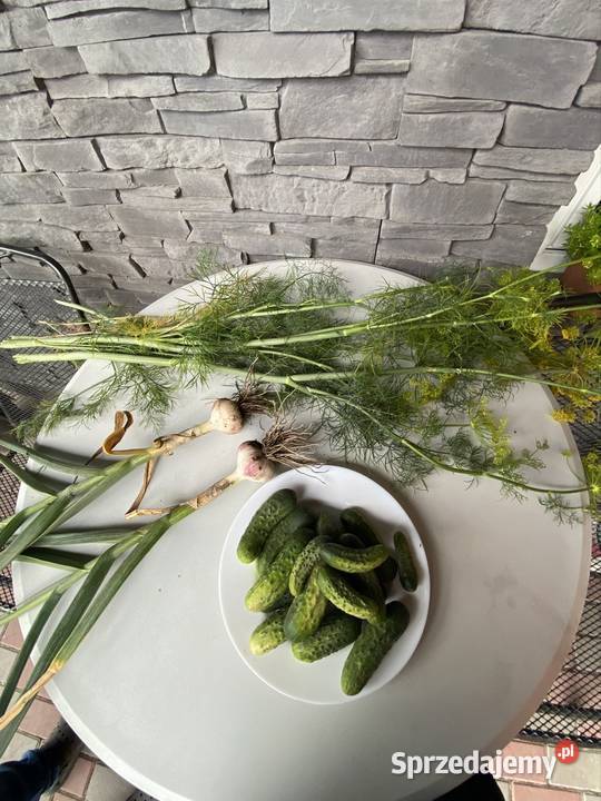 Sprzedam ogórki gruntowe czosnek i koper Urzejowice