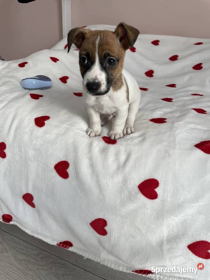 Jack Russell Terrier szczeniaczki Jack Russell Terrier