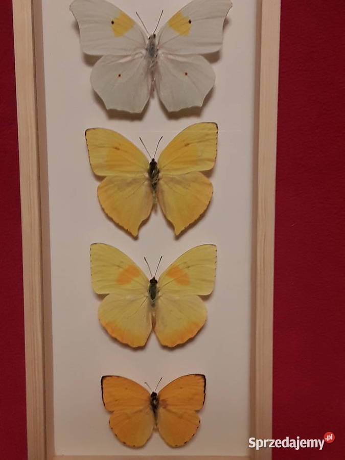 Motyle w ramce 14x35 Cymothoe Anteos Phoebis zachodniopomorskie sprzedam