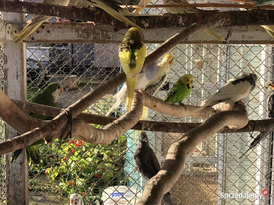 Mnichy Świergoty Faliste Nimfy sprzedam