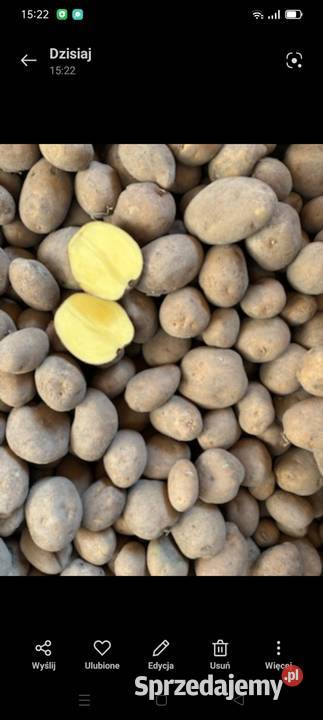 Ziemniaki Oberon i Jurek Koluszki
