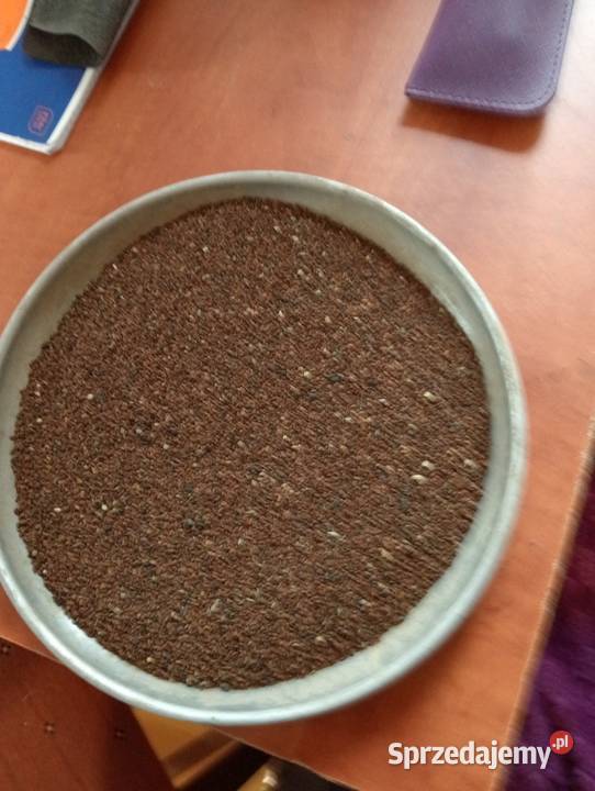 Facelia błękitna Pozostałe sprzedam