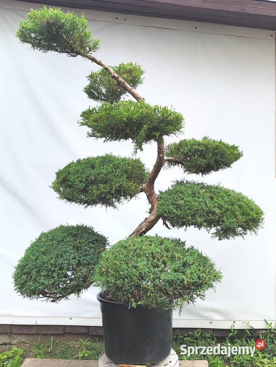 Bonsai Niwaki Jałowiec Wilhelm Pfitzer Medynia Łańcucka