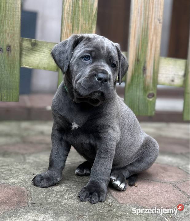 Cane Corso szczenięta ur 05022026 rodzicach z Pyrzowice