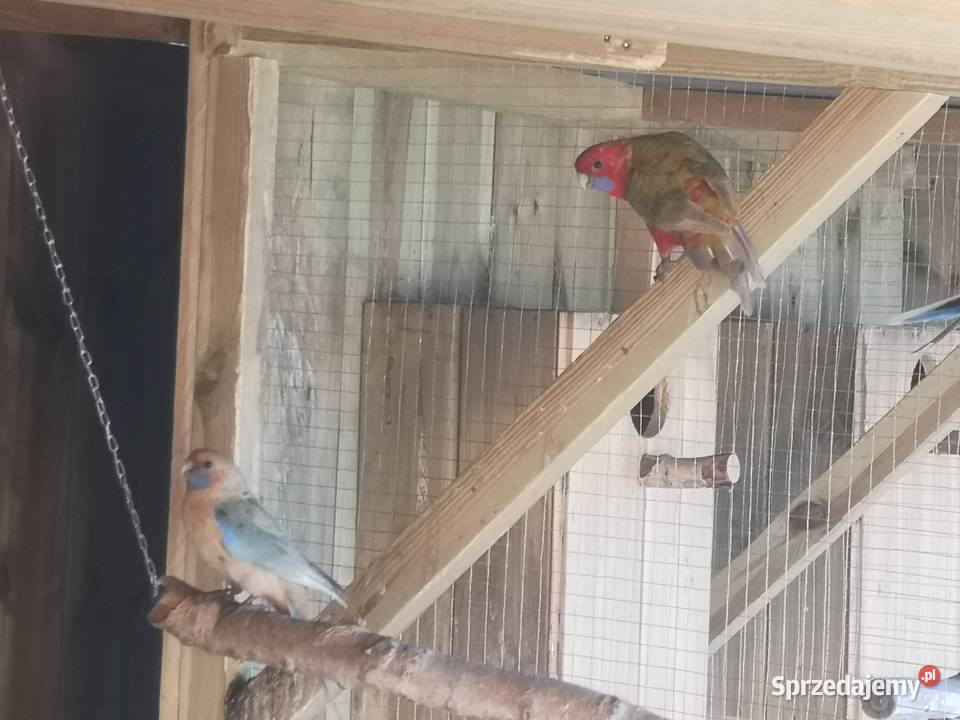 Rozella rozelle królewska bialolica Ptaki wielkopolskie Lubosz