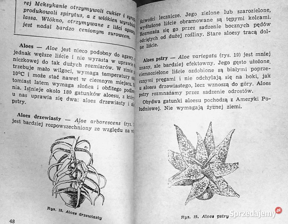 Kaktusy i inne Aleksandra KonarskaSzubska sprzedam