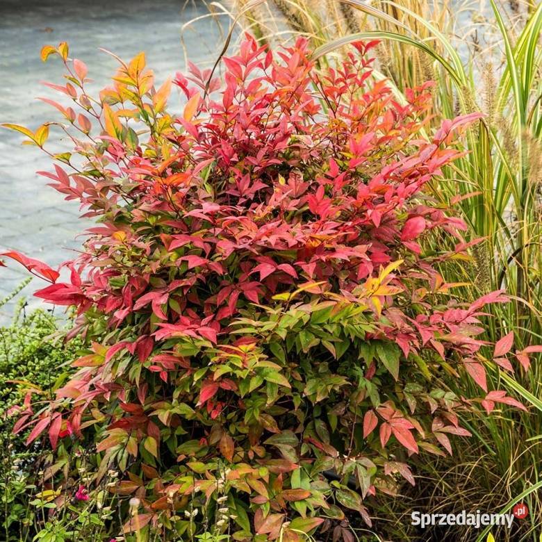 Nandina Opole sprzedam