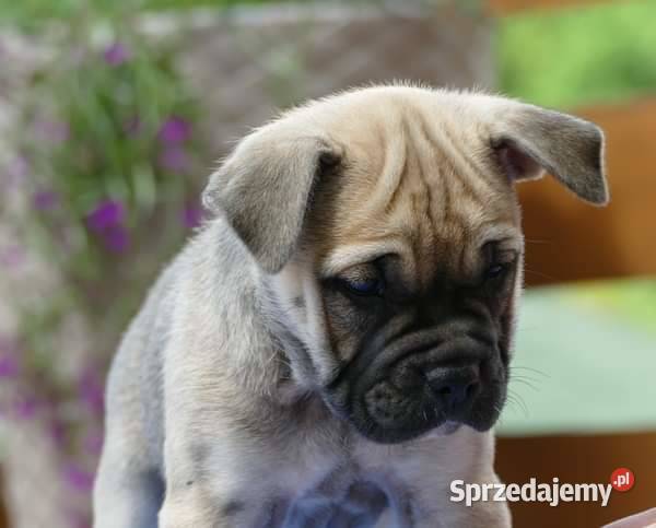 Ca de bou Dog z Majorki Zwierzęta Słupia sprzedam