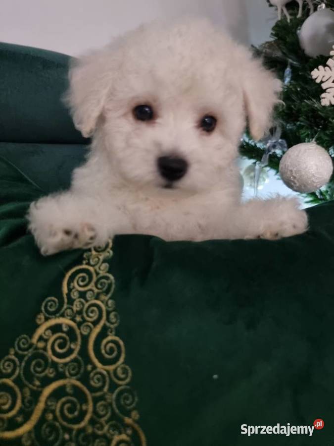 Bichon Frise mazowieckie Warszawa