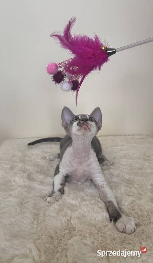 Devon Rex cudowny Kocurek bicolor niebieski Koty śląskie Ustroń