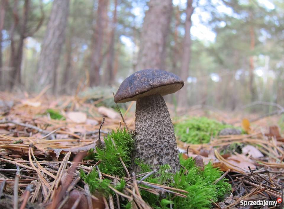 Grzybnia KOŹLARZ CZARNOBRĄZOWY KOŹLAK10 g Katowice