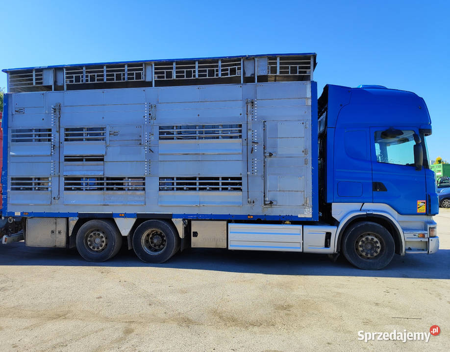 Scania R500 Pezzaioli 3 poziomy żywca zwierząt Starachowice