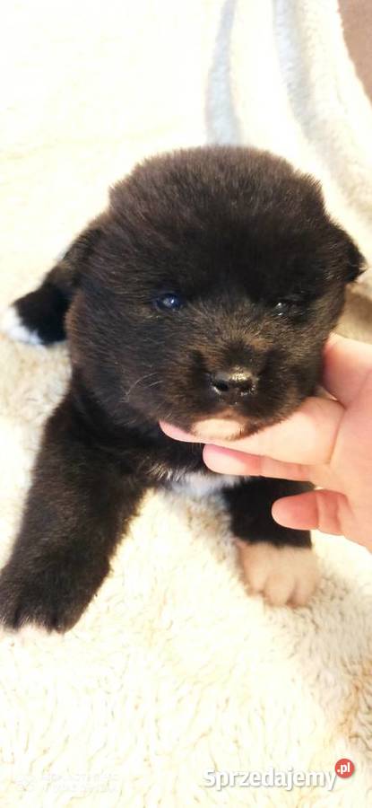 akita amerykanska dostępne suczki Akita zachodniopomorskie Szczecin