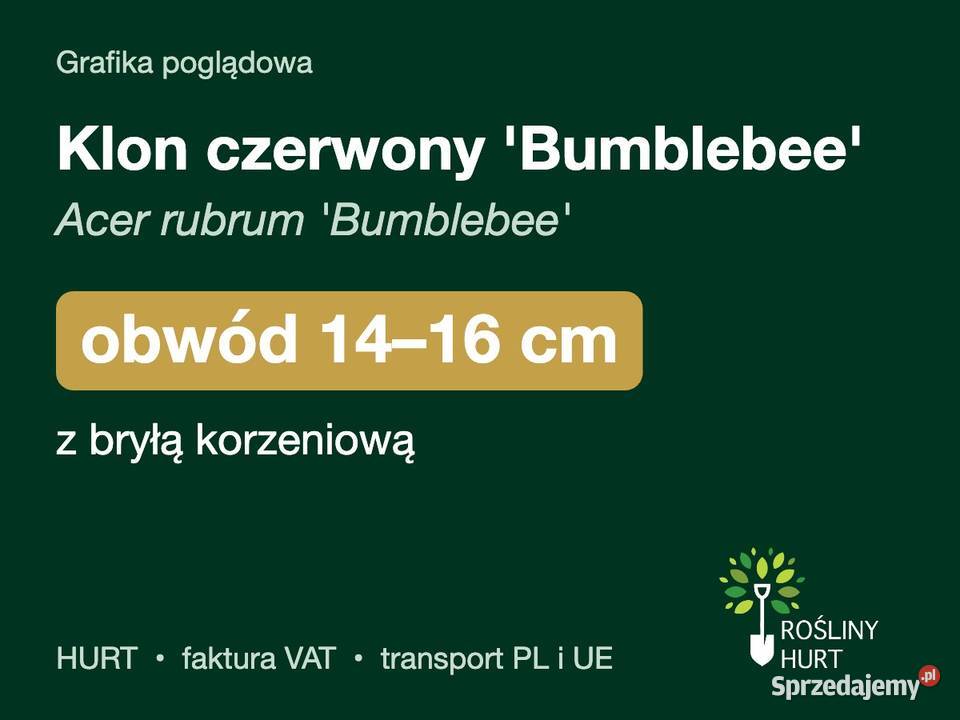 Klon czerwony Bumblebee Acer rubrum obwód 1416 z sprzedam