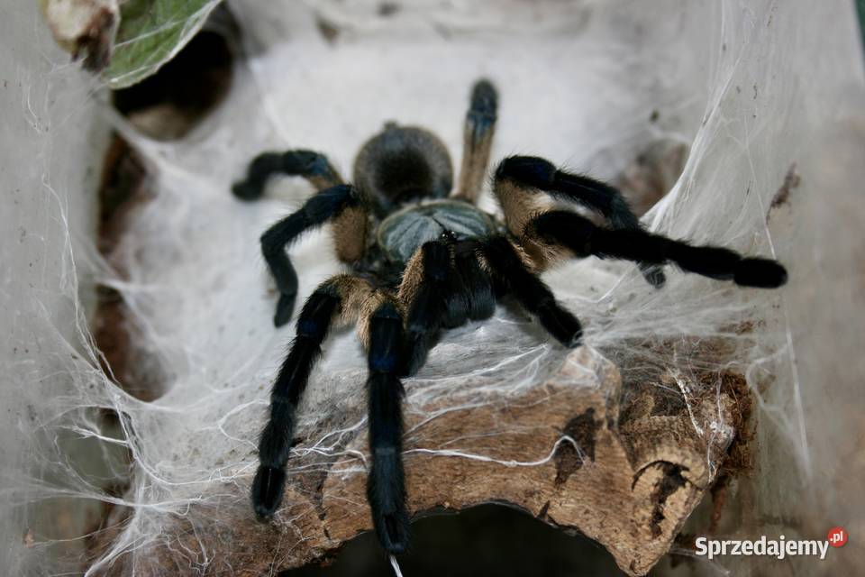 Monocentropus balfouri samica adult Sosnowiec