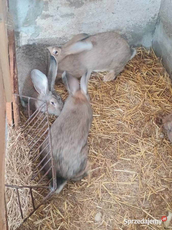 Króliki Gryzonie Suchożebry