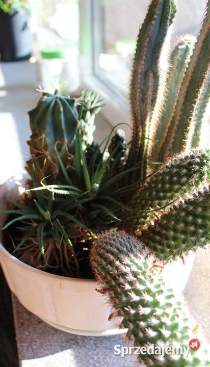 Sukulenty Kaktusy Żywe 5 Rodzajów 47 Kwiaty Bielsko-Biała
