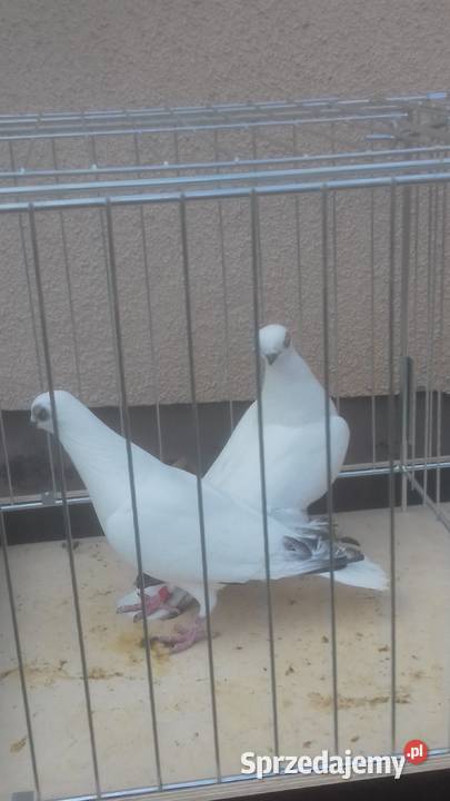 Gołębie rasowe ozdobne WINERKI młode podkarpackie Strzyżów