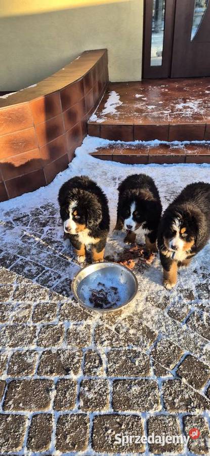 Berneński pies pasterski Berneński Pies Pasterski Zwierzęta