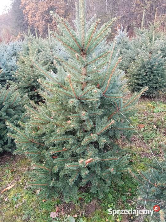 Świerk srebrny 80150 w doniczkach Trzciana