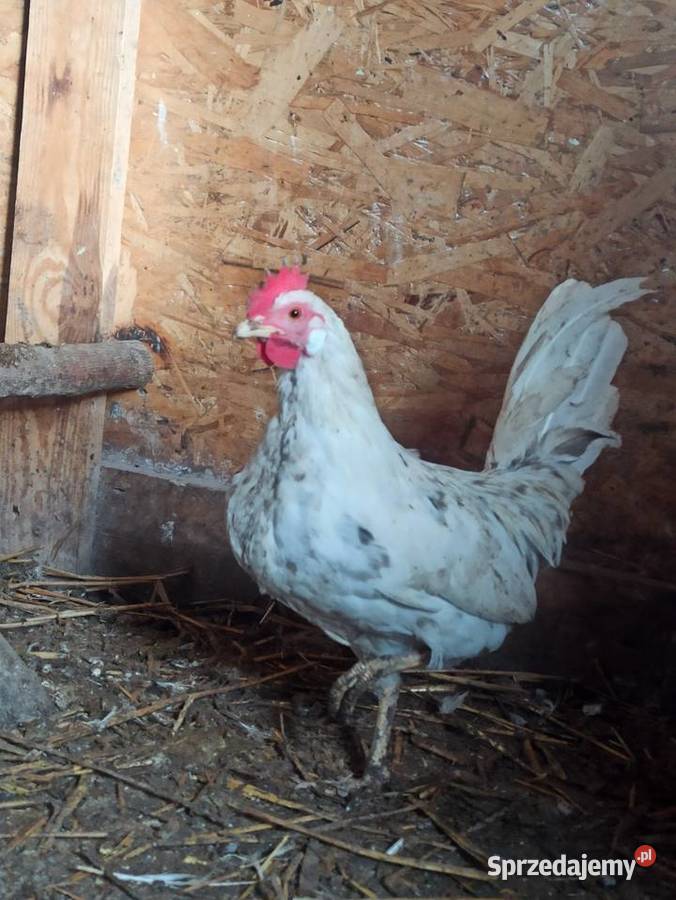 Koguty zargodowe i koguty liliputki lubelskie Krasnystaw