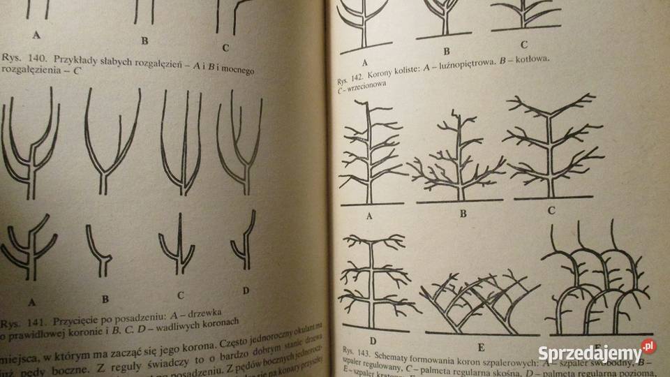 Działka moje hobby działka hobby uprawa ogród łódzkie Łódź