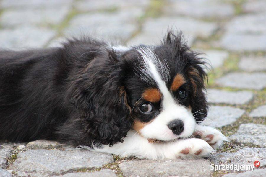 Piesek ZKwP gotowy do odbioru Cavalier King śląskie Częstochowa