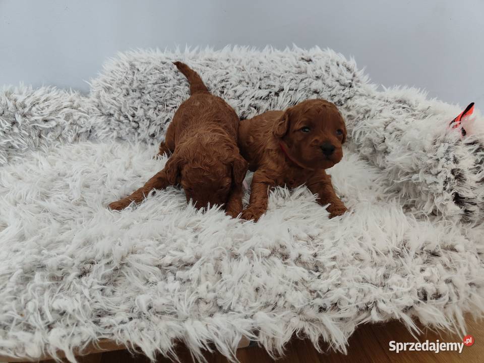 Suczki Pudel Toy do rezerwacji rodzice z Koninko