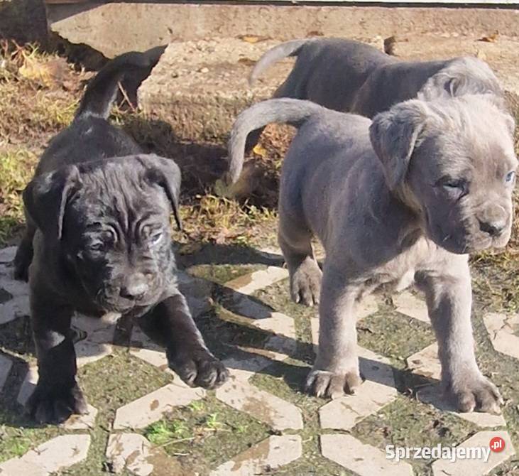 SPRZEDAM SZCZENIAKI CANE CORSO Lubartów sprzedam
