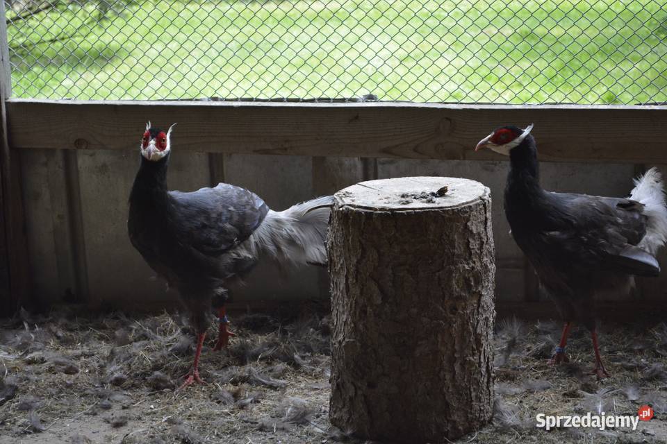 Bażanty uszaki brunattne Rzeszów
