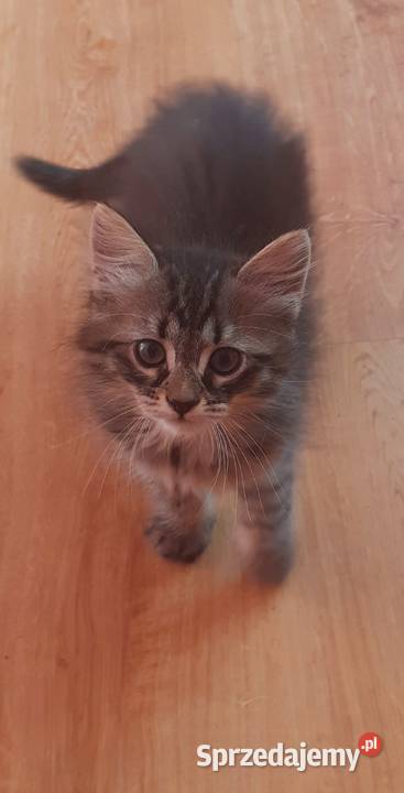 Cudowne koty syberyjskie i Neva Masquarade Koty Sochaczew