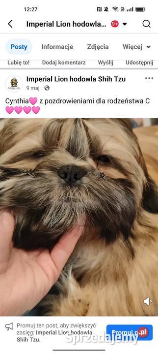 Shih Tzu suczka dziewczynka szczeniak piękna Kluczbork