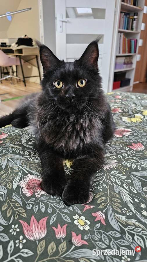 Kocurek dymny Maine Coon Różan