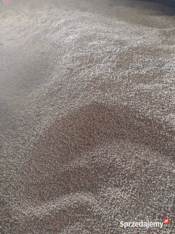 Pszenżyto ozime Radom