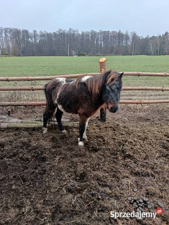 Kucyk ogierek srokaty sprzedam