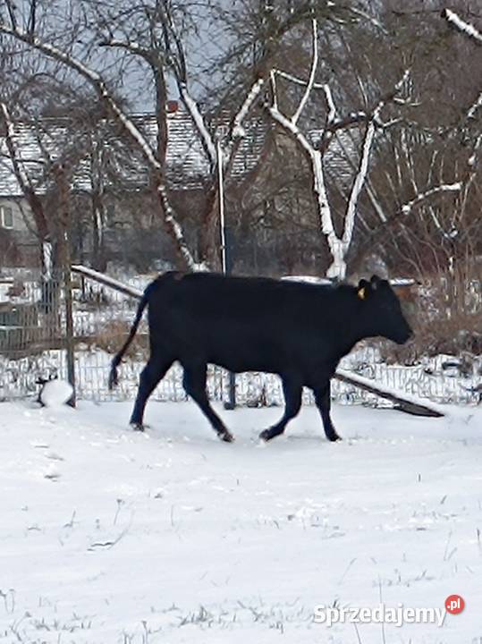 Jałówka mięsna lm 20 miesiecy Wijewo