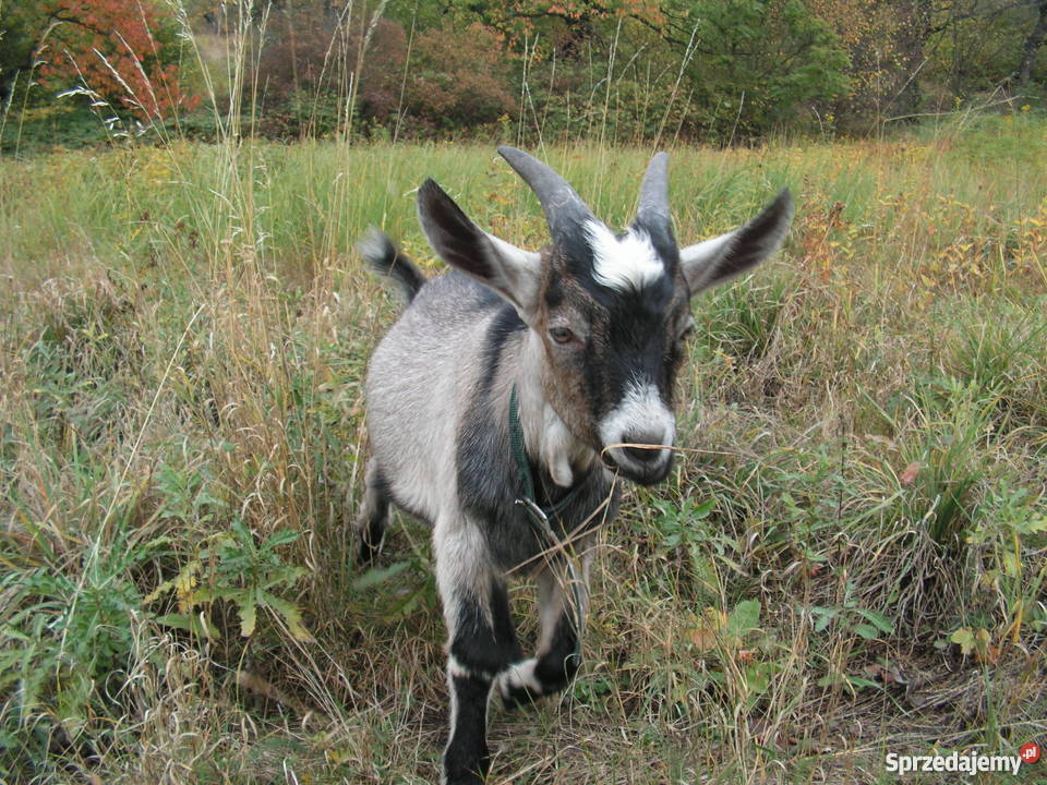 4 miesięczny Koziołek szuka nowego domu dolnośląskie