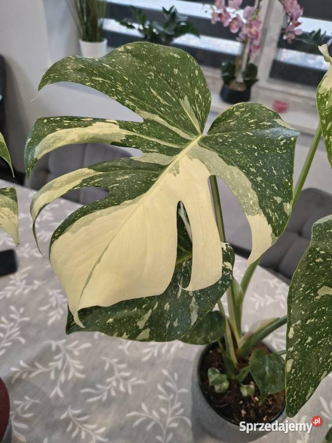 Monstera Variegata piękne 60 Lidzbark Warmiński