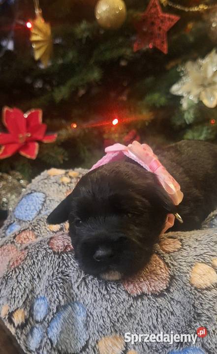 Cudny sznaucerek miniaturowy szczeniaczki czarne Wołomin sprzedam