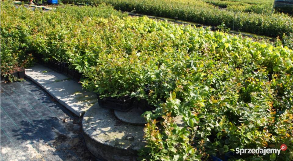 Sadzonki borówki amerykańskiej 4letnie hurt