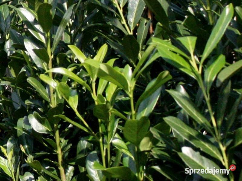 P9 LAUROWIŚNIA WSCHODNIA CAUCASICA 1525 Liściaste Miedźna