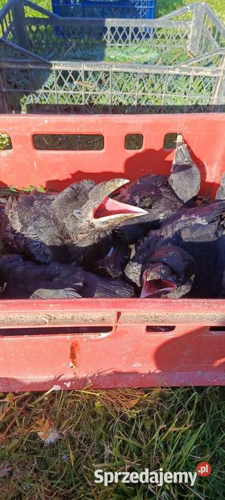 Kruk Jastrzębie-Zdrój