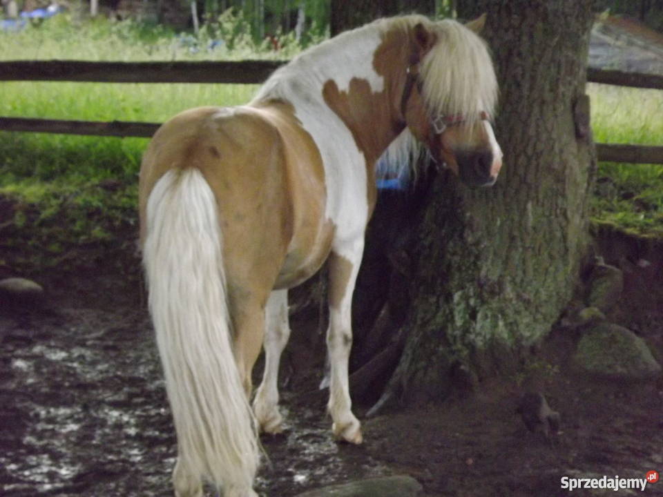 Kuc ogier izabelowatosrokaty z licencją 80pkt Bobolice