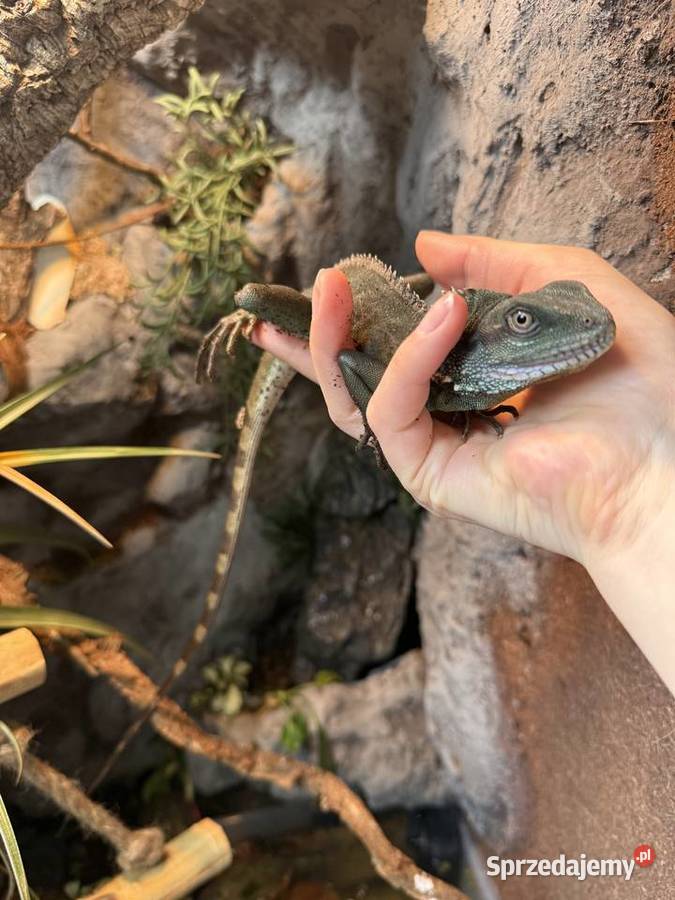 Agama Błotna Warszawa