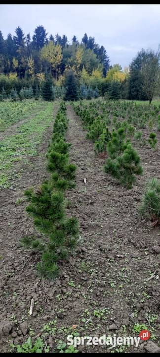 Sosna Czarna Austriacka Sosna Piramidalna Pinus Nowy Sącz